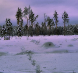 Сиреневый вечер в зимнем лесу / Подмосковье ,Егорьевское шоссе