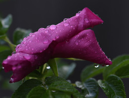 Роза обласканная дождем ... / &quot;Когда шуршат в овраге лопухи
 И никнет гроздь рябины желто-красной,
 Слагаю я веселые стихи
 О жизни тленной, тленной и прекрасной ...&quot;
 Анна Ахматова