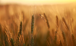 В пшеничном поле / Где-то недалеко от Крыма