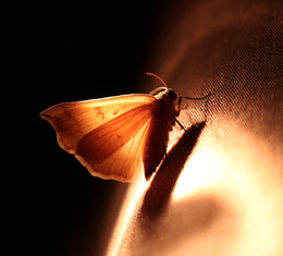 Ночная бабочка. / Природа.