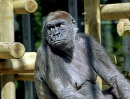 &nbsp; / И ЧТО ОНИ ТВОРЯТ ?