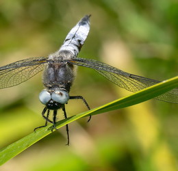 Вчера, прогулка в парк до футбола.. / -----