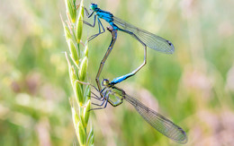 Лето. / Стрекозы-стрелки это мелкие нежные стройные стрекозы. Самцы и самки обычно имеют различную окраску. У большинства видов самцы голубые, с черными пятнами и полосами, самки бледно-зеленые.