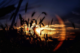 Уходящее солнце сквозь колоски / Nikon D5200