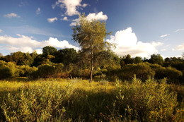 Старая осина. / Летний день на берегу Витьбы.