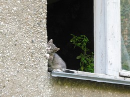 Не из моего окна / Не пускают гулять!