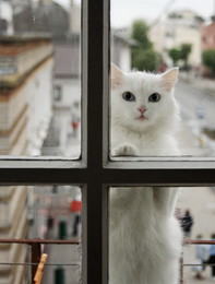 Не из моего окна / Забытая на балконе кошка