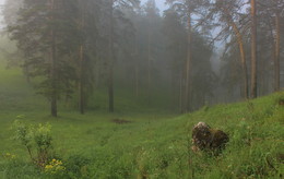 Заколдованый лес / Утренний лес в тумане