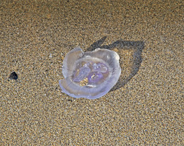 медуза Рейкья́вик / медуза Исландия Рейкья́вик