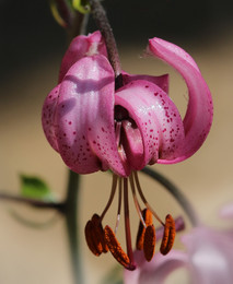 Кудрявая лилия в саду... / Одна из гибридных лилий - мартагон...
