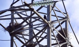 Гнездовья на высоковольтном столбе / Гнездовья грачей на высоковольтном столбе