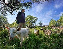 Пастушка / Пастушка со своим стадом