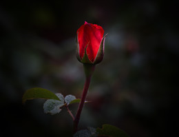 Роза / Роза
