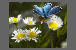 Голубянка / Голубянка на цветах мелколепестника.