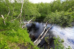 Березовые берега / Река Лавна