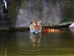 Тигр / Зоопарк Гамбурга