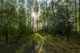 Лесная прогулка / ***