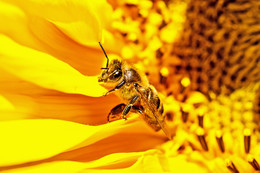 Золотой чумазик / Золотой чумазик - труженица-пчела в цветке подсолнуха.