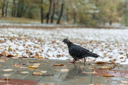 По дорожке прямиком / Сентябрь, первый снег, в парке деловой голубь гуляет ни на кого не обращая внимания