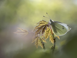 Утренняя дрёма / Бабочка на молодых побегах клёна