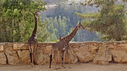 Иерусалимский библейский зоопарк / Основан в 1940 году. Знаменит своей коллекцией диких животных, упоминаемых в Библии.