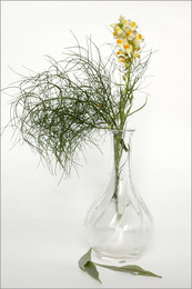 &nbsp; / Натюрморт