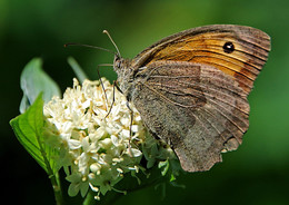&nbsp; / Эпифрон
Чернушка эпифрон[1] (Erebia epiphron) — дневная бабочка из семейства сатирид, вид рода Erebia.