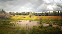 У леса... / на опушке