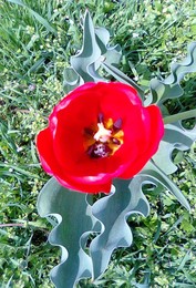 Внутри тюльпана / Весна