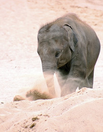 &nbsp; / По пустыне одиноко ...