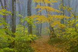 Осенний лес / Туманное утро в Ставропольском лесу