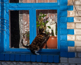 Васька,выходи! / Кот в окне и кошечка за окном.