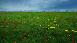 А степь цветет... / Снято в заповеднике в Ростовской области. Цветение диких ирисов и тюльпанов Шренка. Редкое явление одновременного цветения.