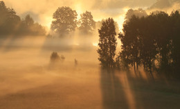 В тумане золотом / утро, туман, свет