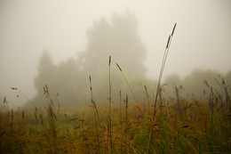 Утро в тумане / ***