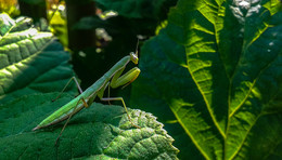 Зеленая пятница / Богомол