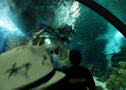 Зеленая пятница / ***