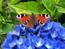 Боевая бабочка / Бабочка павлиний глаз на цветке синей гортензии. Правая нижняя часть крыла отсутствует, вероятно при нападении