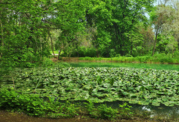 Зеленая пятница / Кувшинковое озерцо в ботаническом саду