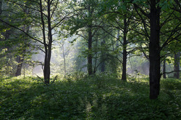 Зеленая пятница / утро в лесу