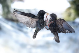 Common starling / Скворцы не являются аборигенами в Северной Америке.
Во второй половине XIX века было произведено несколько попыток обустроить этот вид в США.
 Наиболее известной такой попыткой стало освобождение около 100 птиц в Центральном парке в Нью-Йорке в 1890—1891 годах. 
Хотя из этих птиц в конечном счёте выжило только 15, впоследствии они широко распространились по всему континенту от Южной Канады на севере до Мексики.

В выборе места обитания скворцы достаточно толерантены, но предпочитают равнинные места и не обживают гористые территории
Хорошо уживается в городской среде и в сельской местности ,поблизости от ферм.

По моим наблюдениям скворец птица шумная и крикливая.
Нередко дерется со своими соотечественниками, да и другим птицам достается, если скворец считает , что &quot;красная черта&quot; пересечена