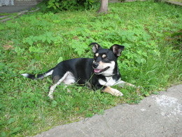 Пёс по кличке Рид. / Ручной И Домашний!