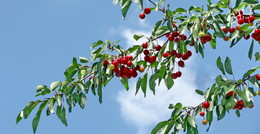 Вишнёвая ветка... / На фоне голубого неба ветка с вишнями.