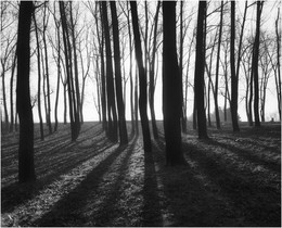 &nbsp; / деревья