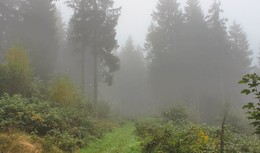Уходим в туман / В лесу на склонах