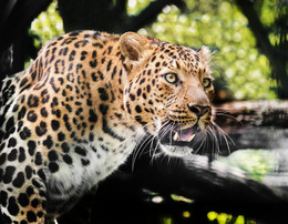 Переднеазиатский леопард / Кавказкий природный биосферный заповедник