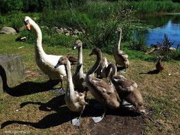 Лебедь-папа и его малютки :) / Вот какими они были совсем недавно :)
https://photocentra.ru/work/758299
https://photocentra.ru/work/762068