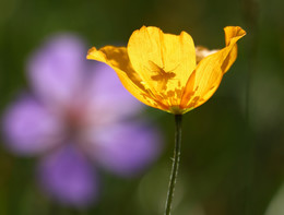 Эшшольция (Калифорнийский мак) / Эшшольция - очень светочувствительное растение. Ее цветы открываются только в солнечную погоду и, главным образом, в наиболее жаркие часы дня. Ночью и в пасмурную погоду цветы эшшольции закрыты. 
Фотограф: Александр Шаварёв