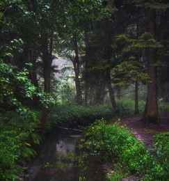 Утро в лесу / Подмосковный лес