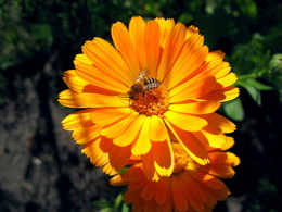 Календула с пчёлкой / Лето!!!